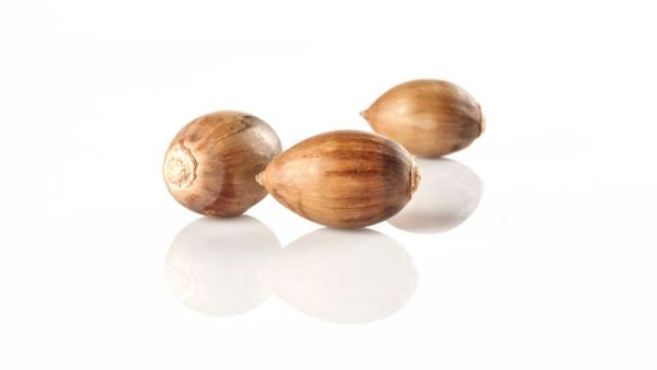 Arranca la montanera: deliciosas bellotas