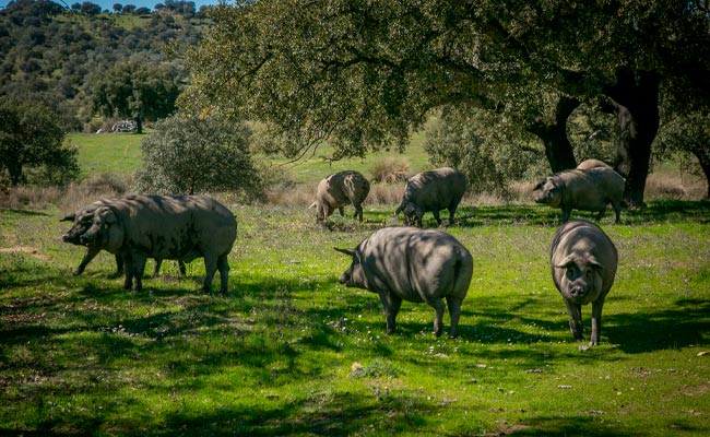 Cerdo ibérico Arturo Sánchez