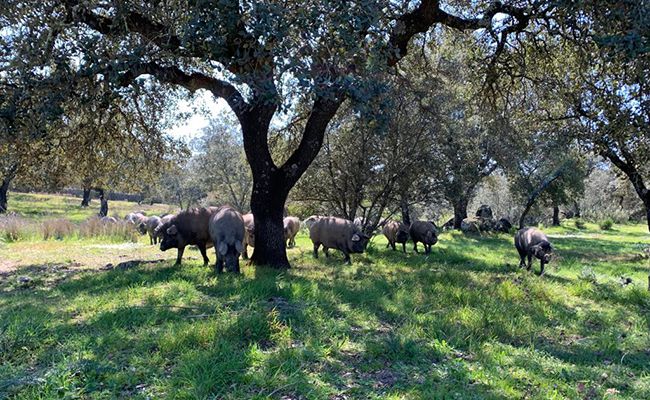 El cerdo ibérico en Arturo Sánchez