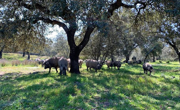 El cerdo ibérico en Arturo Sánchez