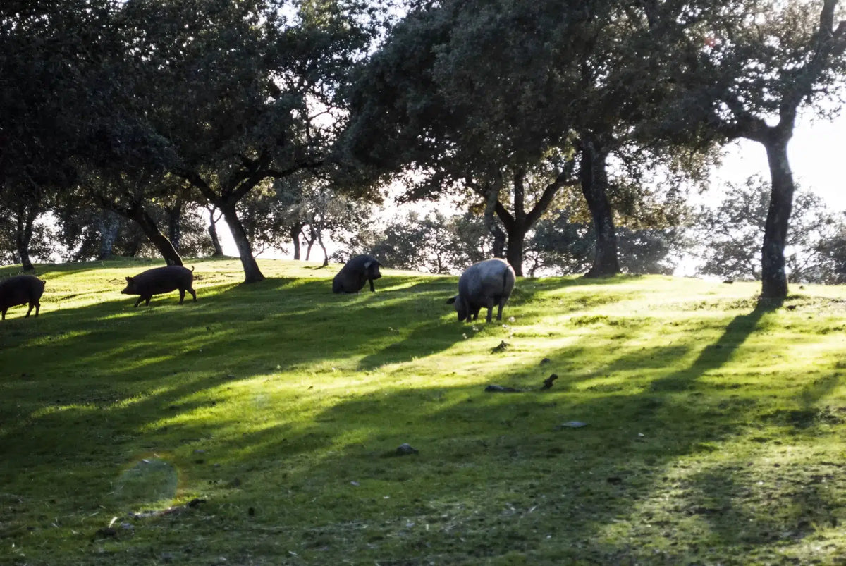 montanera de cerdo iberico arturo sanchez en la dehesa