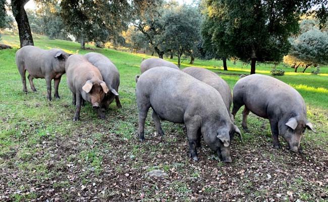 Chichas ibéricas y cerdo ibérico con doble montanera