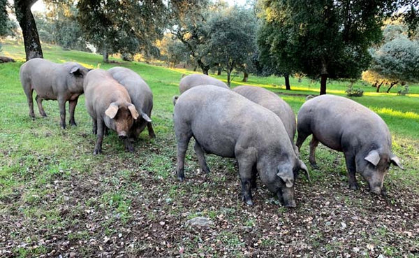 Chichas ibéricas y cerdo ibérico con doble montanera