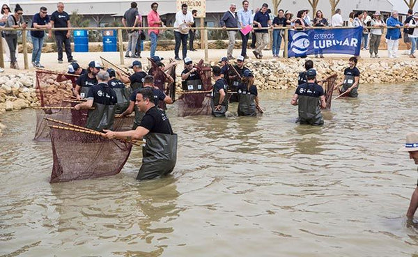 Despesques 2019