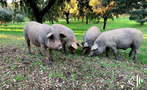 El cerdo ibérico único Arturo Sánchez