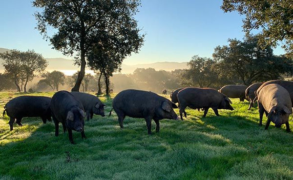 La Dehesa y el ibérico