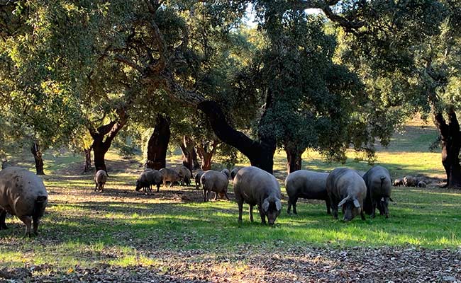 Cerdo ibérico en La Dehesa