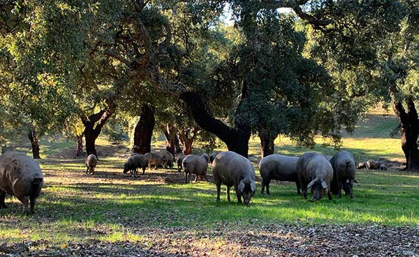 Cerdo ibérico en La Dehesa