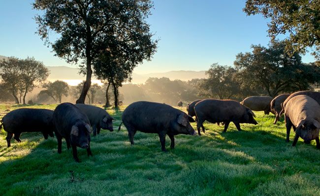 Los cerdos ibéricos Arturo Sánchez en la montanera 2019 - 2020