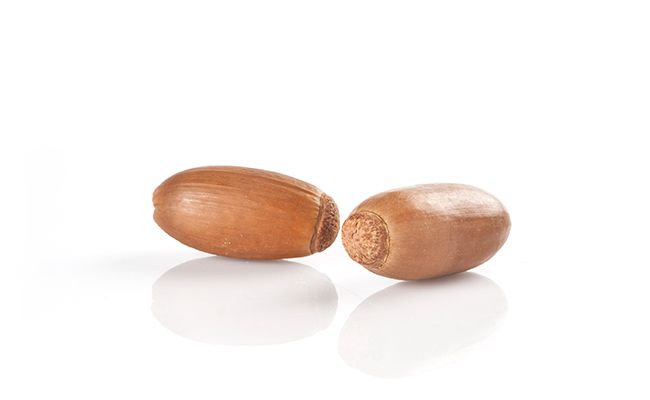Cerdos 100% ibéricos de bellota con doble montanera