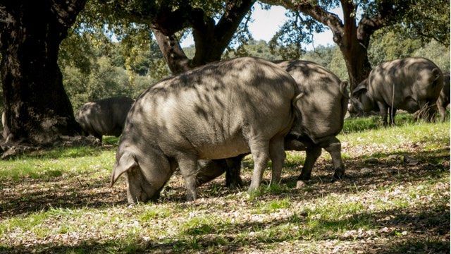 Cerdos 100% ibéricos de bellota Arturo Sánchez: Diferencias entre cerdo ibérico y cerdo blanco