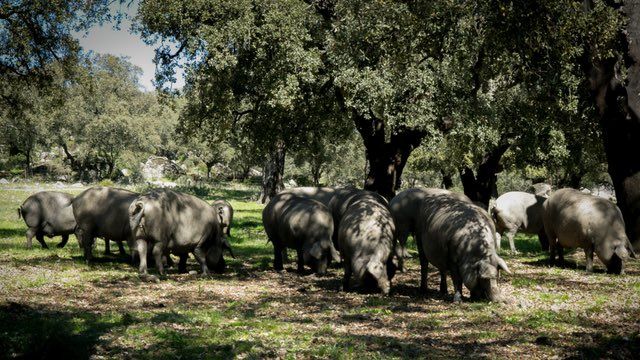 Cerdos ibéricos de bellota Arturo Sánchez, aprovechando los recursos de la dehesa