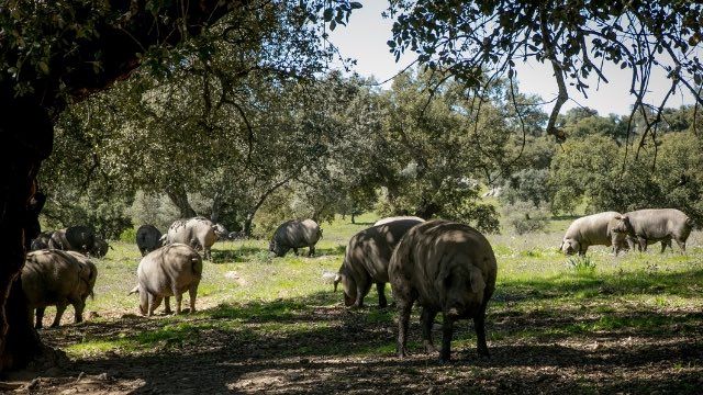 cerdos ibéricos pastando en la dehesa española
