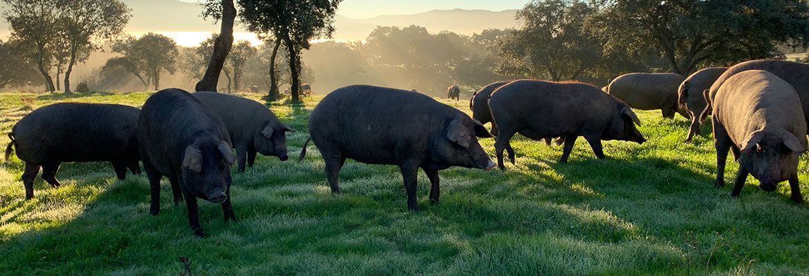 Arturo Sánchez, empresa productora de Jamón ibérico y embutidos ibéricos