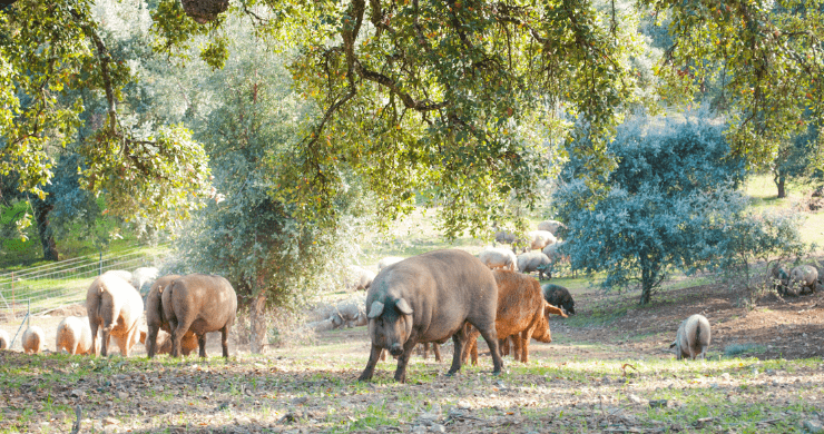Cómo se cura el jamón ibérico
