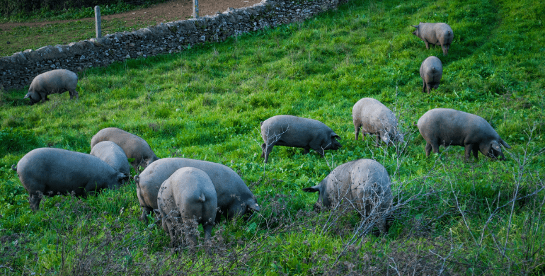 cerdo ibérico comiendo bellotas en libertad en la dehesa