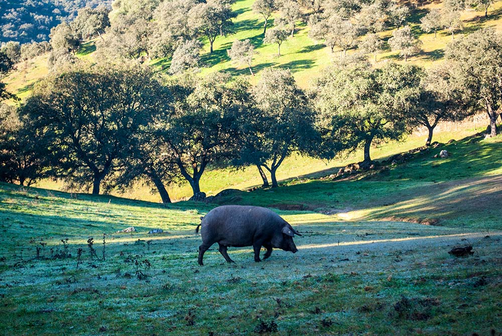 jamon 100 bellota autentico - Arturo Sánchez jamon-100--bellota-autentico