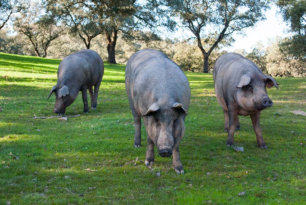 beneficios jamon iberico - Arturo Sánchez beneficios-jamon-iberico